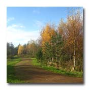 newlands forestry thumb